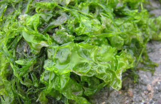 Green algae