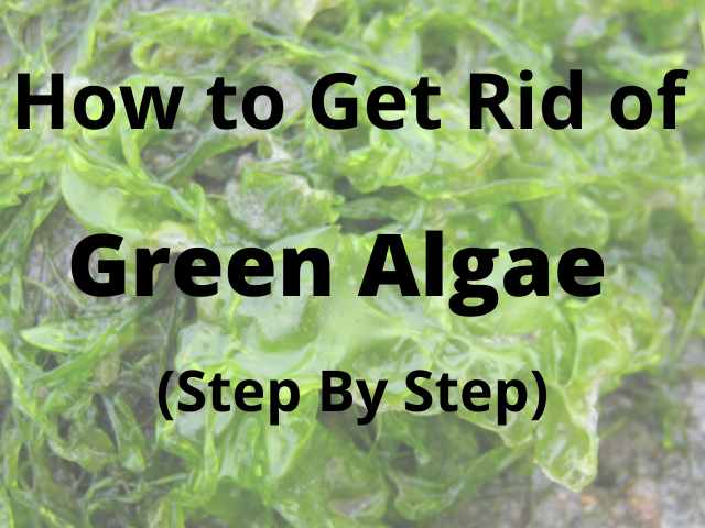 how to remove algae from an iron water tank