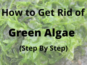 how to get rid of green algae in steam iron